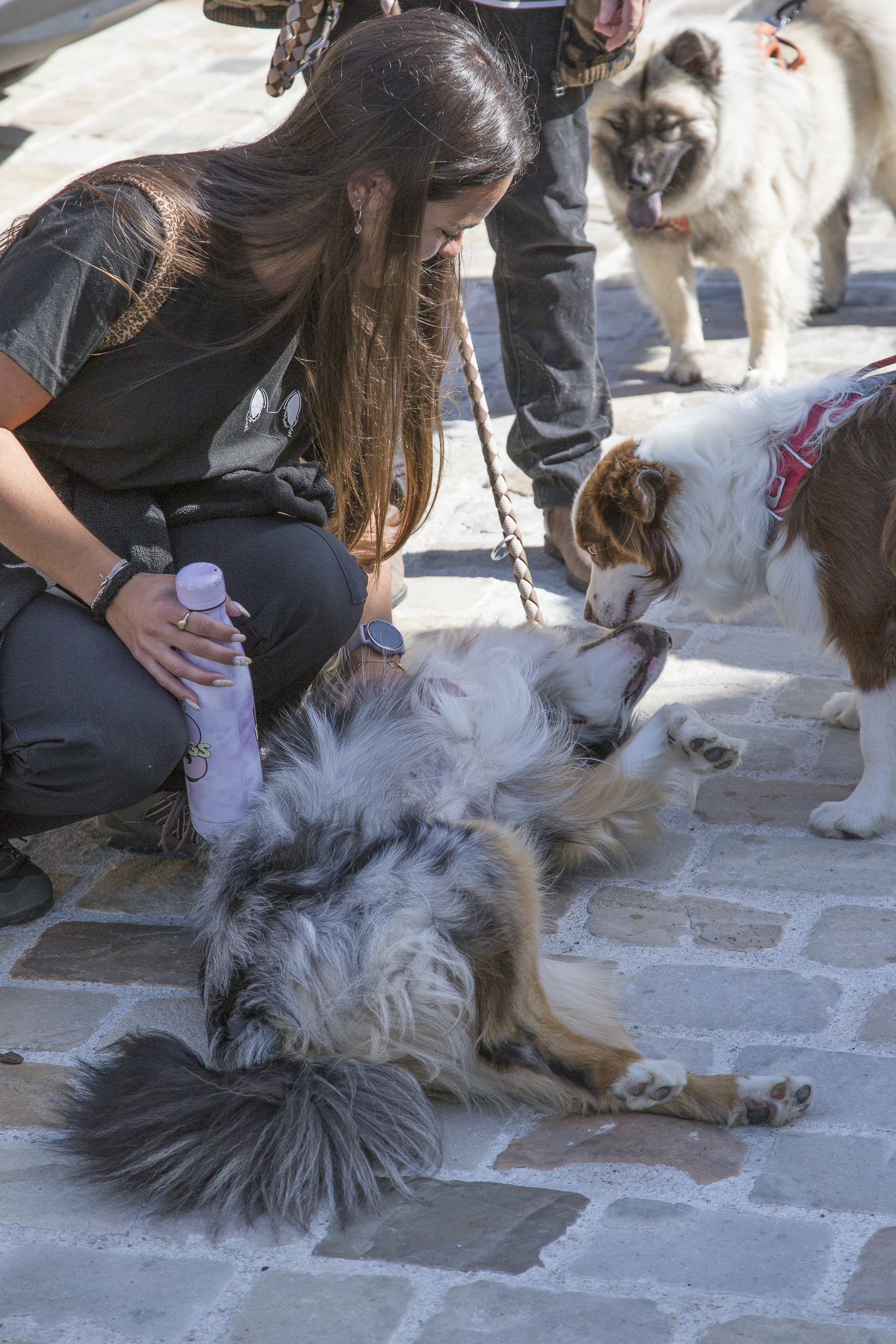 bilan comportemental chien