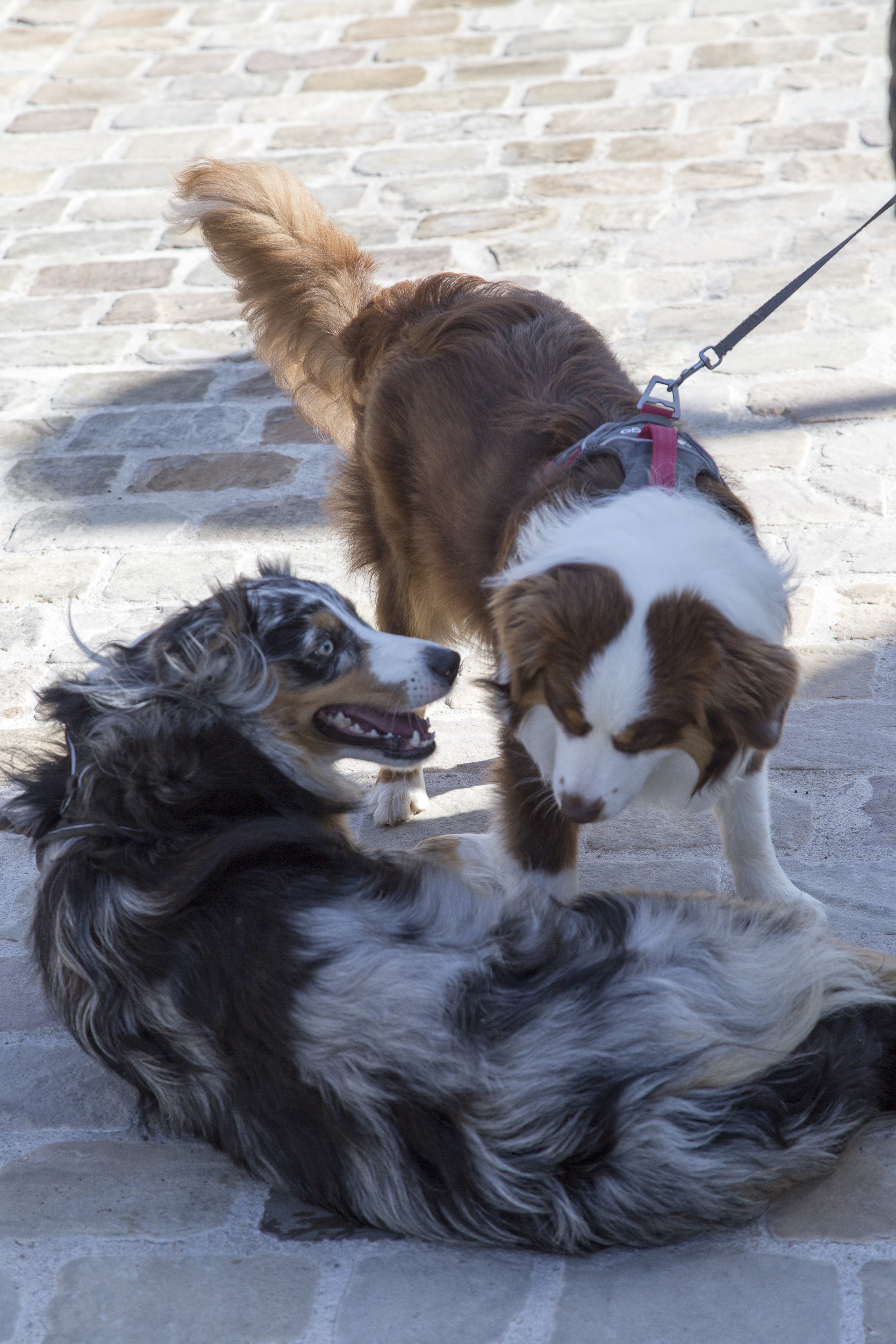 education-chien-orleans