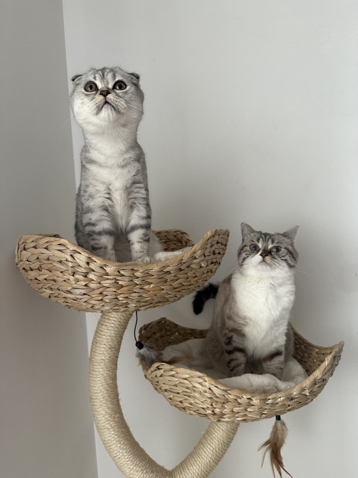 Pet sitting chat